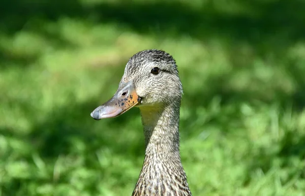 Pato Fundo Grama Verde Close View — Fotografia de Stock