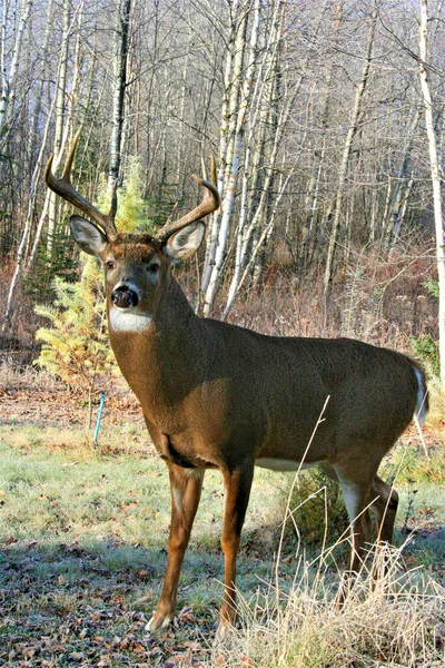 Rode Herten Het Canadese Bos Een Privé Park — Stockfoto