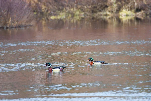 Anatre Nei Colori Autunnali Sul Lago Canadese Quebec — Foto Stock