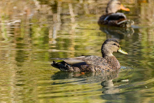 Canards Aux Couleurs Automnales Sur Lac Canadien Québec — Photo