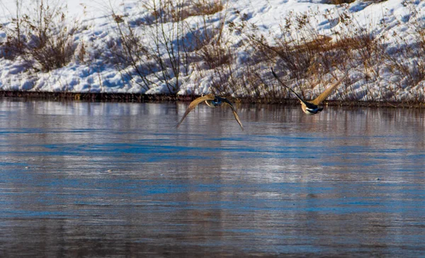 Гуси Летают Над Зимним Озером — стоковое фото