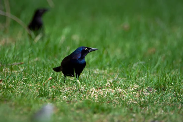 Cuervo Negro Sobre Hierba Verde —  Fotos de Stock