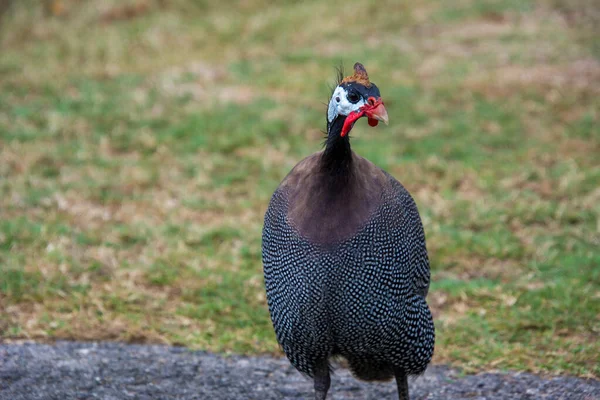 Faisan Dans Parc Vue Rapprochée — Photo