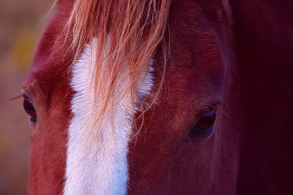 Hezký Kůň Kanadské Farmě Quebecu Region Lanaudiere — Stock fotografie