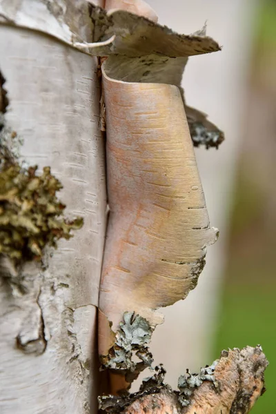 Rinde Aus Weißer Birke Aus Quebec Kanada — Stockfoto