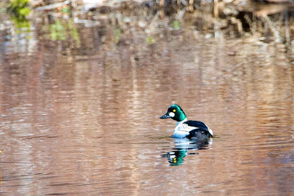 Anatra Reale Sul Lago — Foto Stock