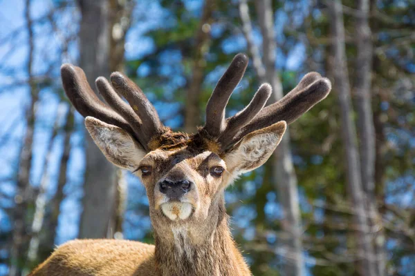 Cerf Rouge Dans Forêt Canadienne Dans Parc Privé — Photo