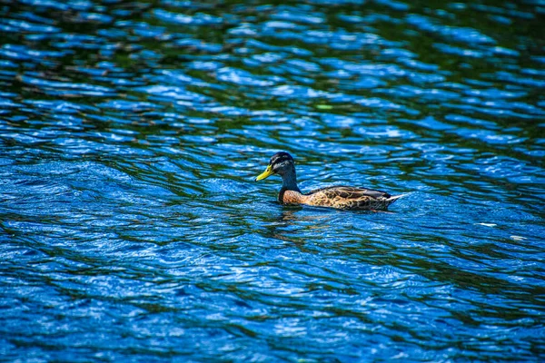 Stockente Schwimmt Teich — Stockfoto