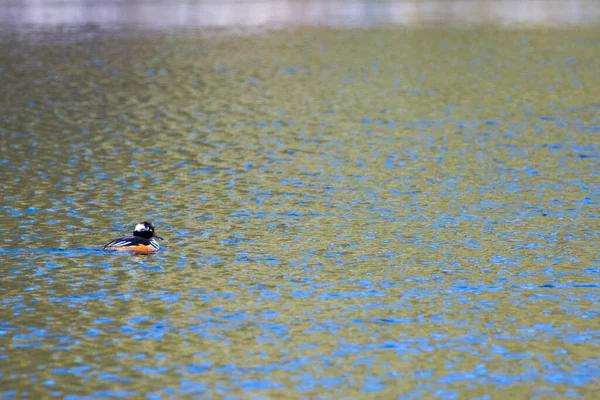 Anatra Reale Che Nuota Acqua — Foto Stock