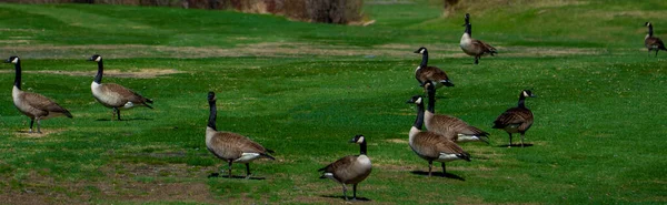 Grupo Pássaros Parque — Fotografia de Stock