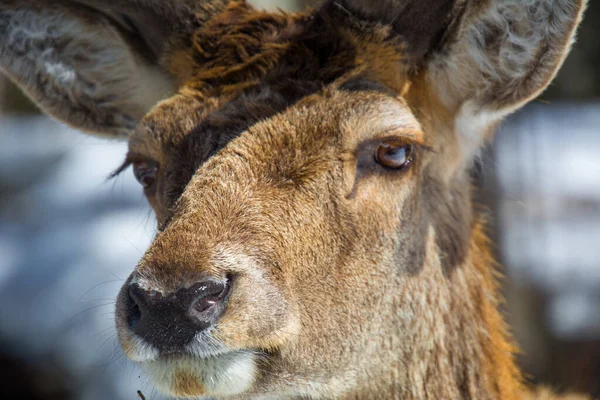Ciervo Rojo Bosque Canadiense Parque Privado —  Fotos de Stock