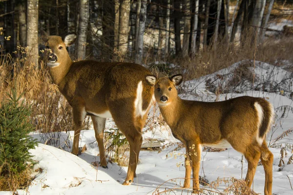 Pretty deer in winter in Canadian forest in Quebec