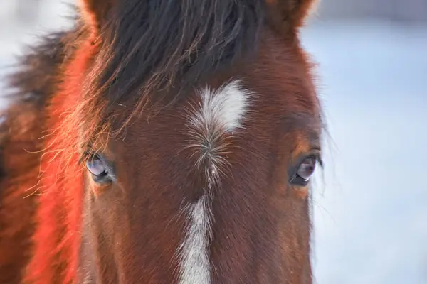 Hezký Kůň Kanadské Farmě Quebecu Region Lanaudiere — Stock fotografie