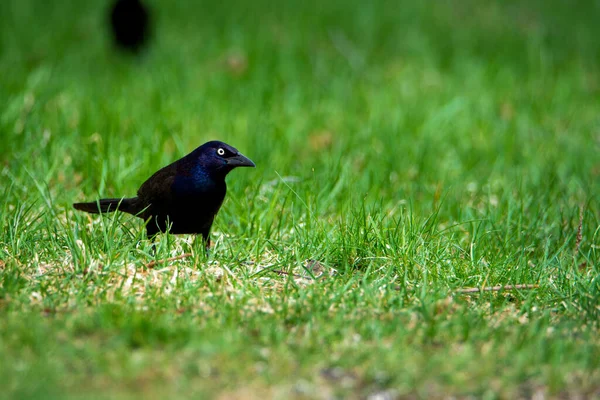 Cuervo Negro Sobre Hierba Verde — Foto de Stock