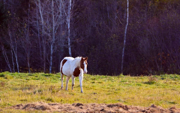 Vacker Häst Kanadensisk Gård Quebec Lanaudiere Regionen — Stockfoto