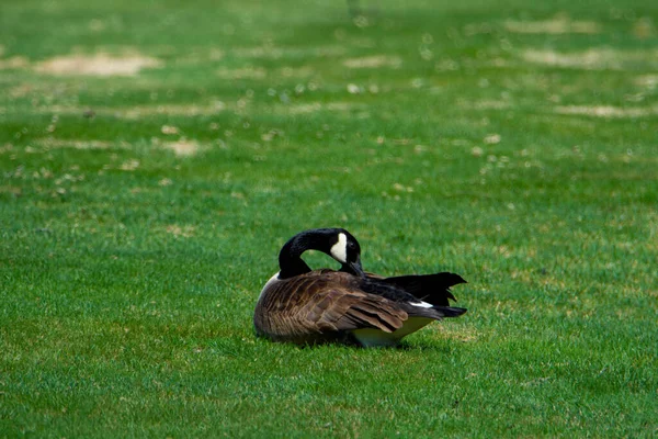 One Goose Grass — Stock Photo, Image