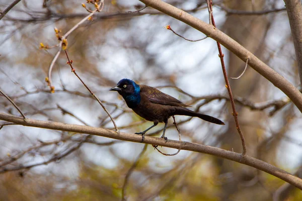 Pájaro Sentado Una Rama Árbol —  Fotos de Stock