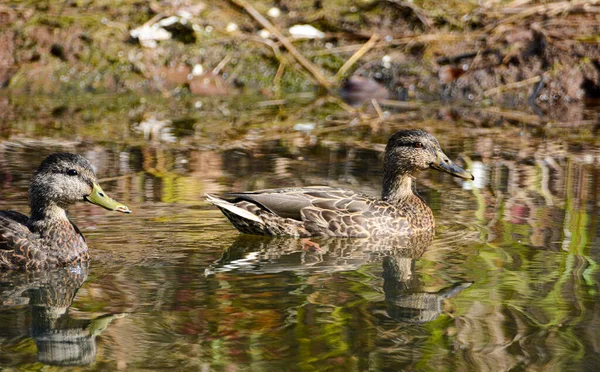 Bebek Dalam Warna Musim Gugur Danau Kanada Quebec — Stok Foto