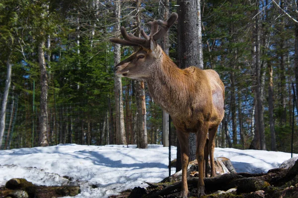 Cerf Rouge Dans Forêt Canadienne Dans Parc Privé — Photo
