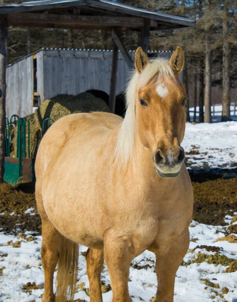 Vacker Häst Kanadensisk Gård Quebec Lanaudiere Regionen — Stockfoto