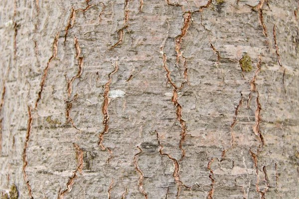 Träd Bark Konsistens Bakgrund — Stockfoto