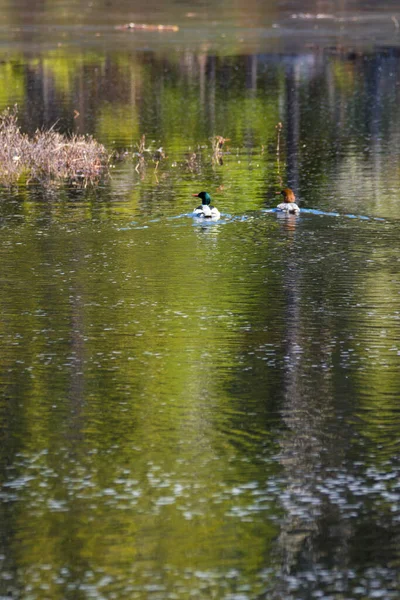夏天湖上的鸭子 — 图库照片