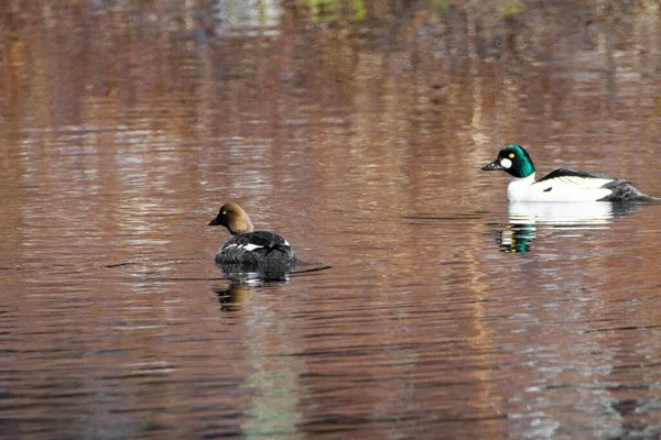 Patos Los Colores Del Otoño Lago Canadiense Quebec —  Fotos de Stock