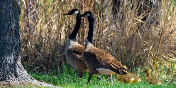 Two Geese Goslings Green Meadow — Stock Photo, Image