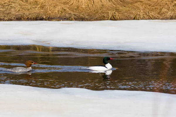 Anatre Nei Colori Autunnali Sul Lago Canadese Quebec — Foto Stock