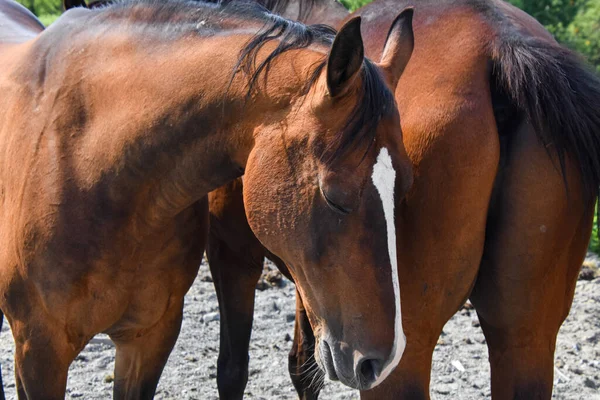 Vackra Hästar Kanadensisk Gård Quebec Lanaudiere Regionen — Stockfoto