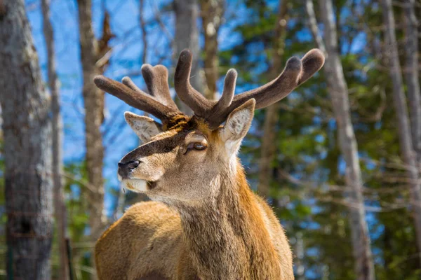 Cerf Rouge Dans Forêt Canadienne Dans Parc Privé — Photo