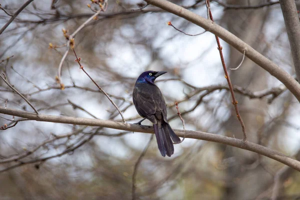 Oiseau Assis Sur Une Branche Arbre — Photo