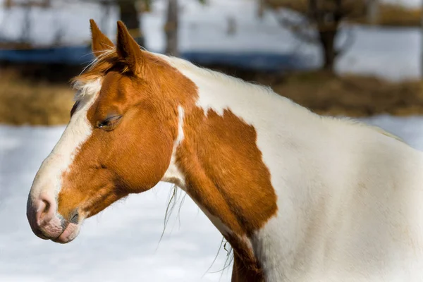 Vacker Häst Kanadensisk Gård Quebec Lanaudiere Regionen — Stockfoto