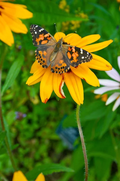 Papillon Monarque Fleur Dans Parc Naturel — Photo