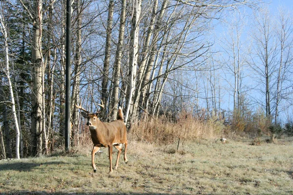 Cerf Rouge Dans Forêt Canadienne Dans Parc Privé — Photo