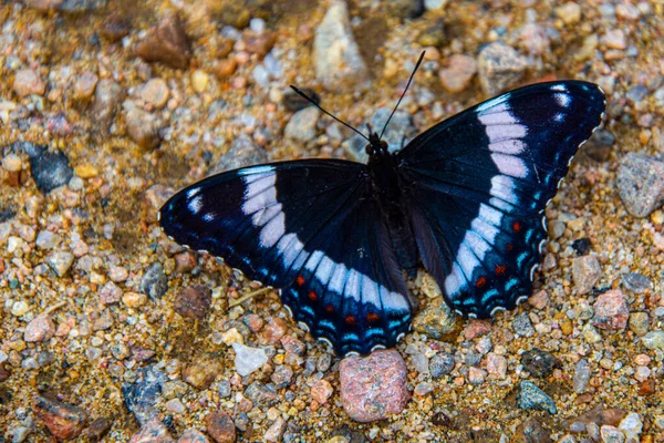 Ein Schmetterling Auf Dem Boden Nahsicht — Stockfoto