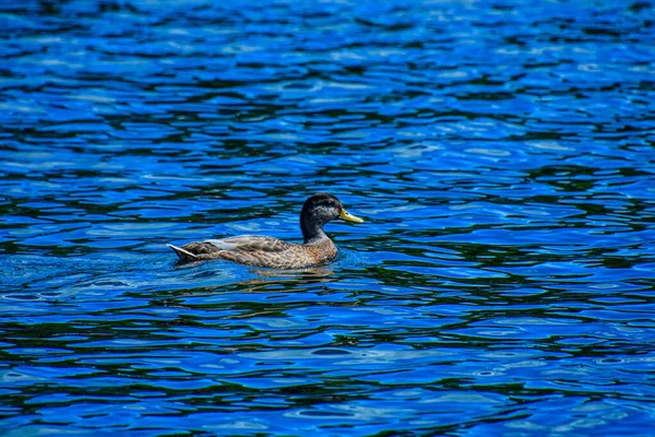 Canard Colvert Sur Lac — Photo