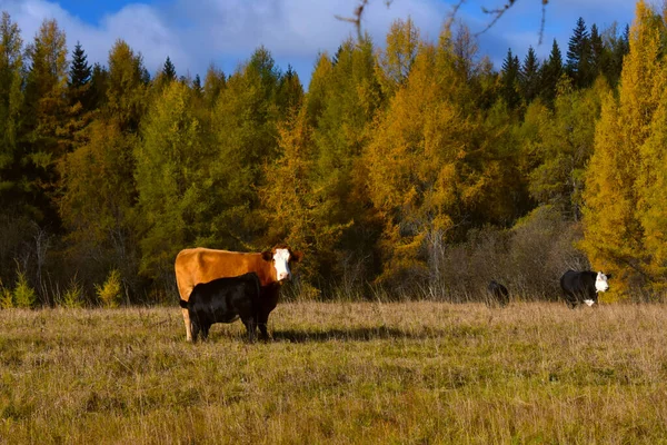 Bonitas Vacas Granja Canadiense Quebec — Foto de Stock