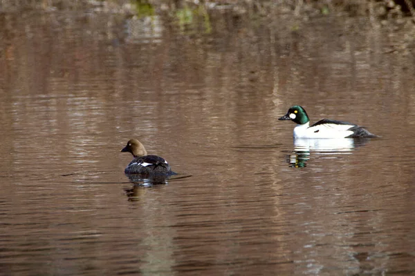 Patos Nas Cores Outono Lago Canadense Quebec — Fotografia de Stock