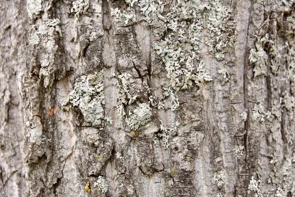 カナダ ケベック州の松の樹皮 — ストック写真