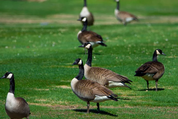 Group Birds Park — Stock Photo, Image