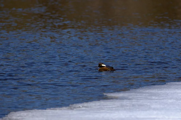 Pato Reais Lago — Fotografia de Stock