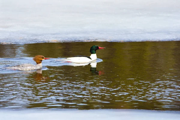 Anatre Nei Colori Autunnali Sul Lago Canadese Quebec — Foto Stock