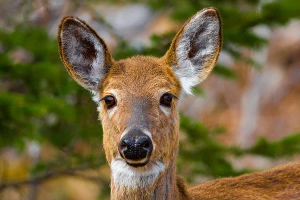 Jolies Cerfs Femelles Automne Dans Forêt Canadienne Québec — Photo