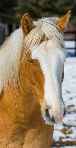 Hezký Kůň Kanadské Farmě Quebecu Region Lanaudiere — Stock fotografie