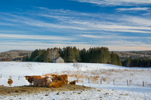 Bonitas Vacas Granja Canadiense Quebec — Foto de Stock