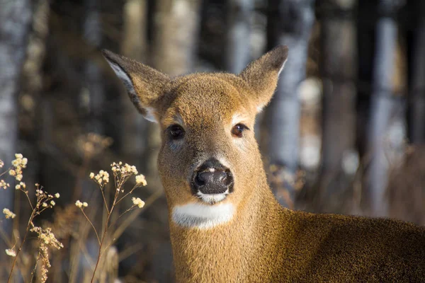 Jolies Cerfs Femelles Automne Dans Forêt Canadienne Québec — Photo