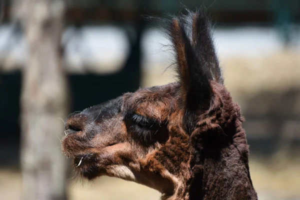 Vista Cerca Una Alpaca Zoológico —  Fotos de Stock