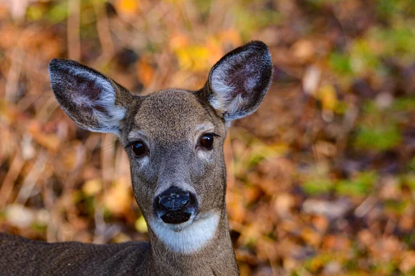 Jolies Cerfs Femelles Automne Dans Forêt Canadienne Québec — Photo