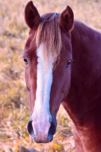 Hezký Kůň Kanadské Farmě Quebecu Region Lanaudiere — Stock fotografie